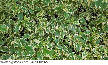 Euonymus Fortune Plant. Also Known As Spindle, Fortune Spindle, Winter Creeper Or Wintercreeper.