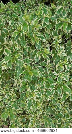 Euonymus Fortune Plant. Also Known As Spindle, Fortune Spindle, Winter Creeper Or Wintercreeper.