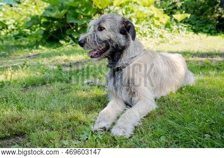 Amazing Portrait Of Young Irish Wolfhound Against Foliage Sunset Light Bokeh Background. Beautiful I