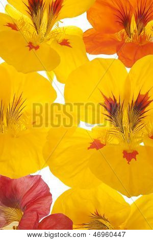 Nasturtium