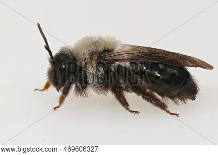 Detailed Closeup On A Female Grey-backed Mining Bee, Andrena Vaga, Against A White Background