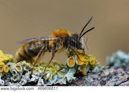 Detailed Closeup On A Hairy Male Tawny Mining Bee, Andrena Fulva Sitting On Wood