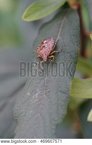 Detailed Natural Closeup On An Adult Mottled Shieldbug, Rhaphigaster Nebulosa Sitting On A Green Lea