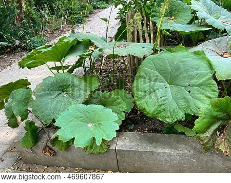 Outdoors Closeup On The Green Large-leaved Indian Rhubarb Or Umbrella Plant, Darmera Peltata