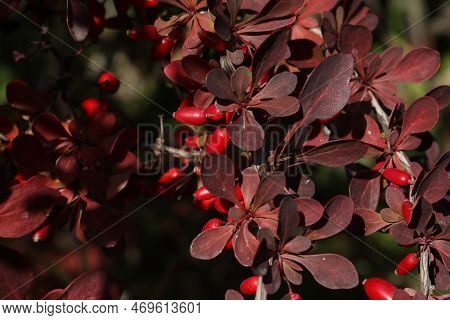 Berberis Thunbergii. Red Erries On The Branch