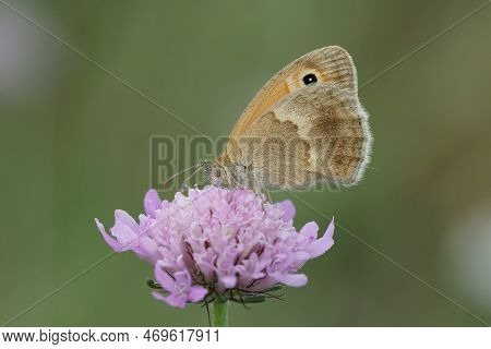 Natural Closeup Of The Small Heath, Coenonympha Pamphilus Butterfly, Sitting With Close Wings On A P
