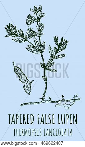 Drawings Of Tapered False Lupin . Hand Drawn Illustration. Latin Name Thermopsis Lanceolata.
