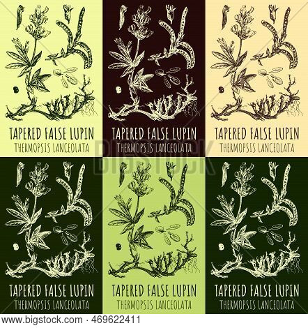 Set Of Drawings Tapered False Lupin In Different Colors. Hand Drawn Illustration. Latin Name Thermop