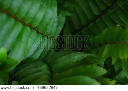 Close-up Macro Bright Green Leaves Fern Texture Tropical Forest Plant In Soft Focus Background.biolo