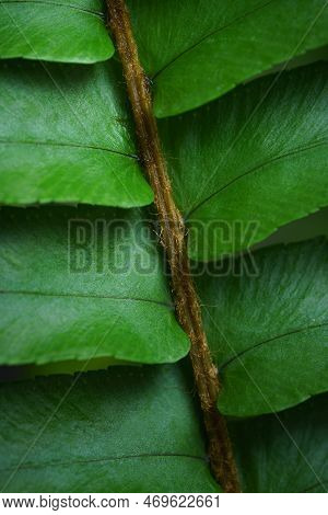 Close-up Macro Bright Green Leaves Fern Texture Tropical Forest Plant In Soft Focus Background.biolo