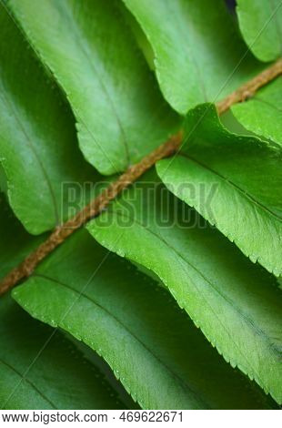 Close-up Macro Bright Green Leaves Fern Texture Tropical Forest Plant In Soft Focus Background.biolo