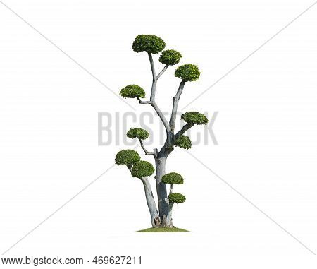 Beautiful Big Decorative Streblus Asper Bonsai Tree On Isolated White Background With Clipping Path