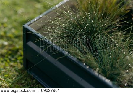 Metal Flower Bed With Green Plants. Dew On The Grass. Morning Dew Frame Flower Bed In The Yard.