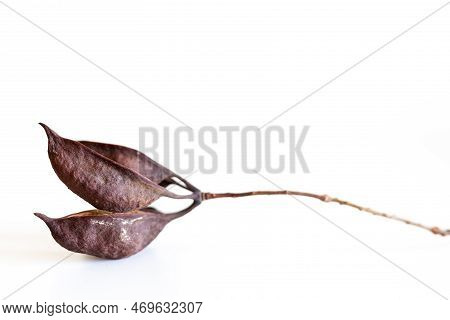 Cluster Of Seeds Heterophyllous Brachychiton Populneus Eat Isolated On White Background