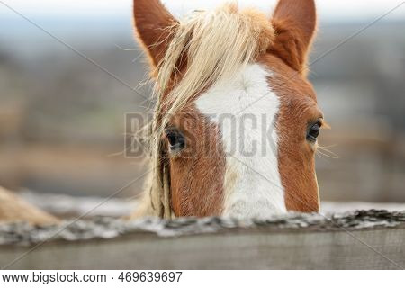 Adorable Chestnut Horse In Outdoor Stable, Closeup. Lovely Domesticated Pet