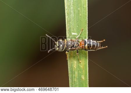 Image Of Little Bee Or Dwarf Bee(apis Florea) On The Green Leaf On A Natural Background. Insect. Ani
