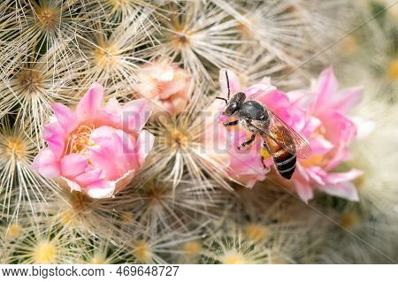 Image Of Little Bee Or Dwarf Bee(apis Florea) On Pink Flower Collects Nectar. Insect. Animal.