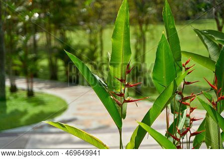 Exotic Flowers Of The Herb Hellconia Psittacorum In The Garden.