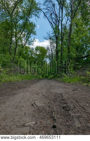 Walkway Lane Path With Green Trees In Forest. Beautiful Alley In Park. Pathway Way Through Dark Fore