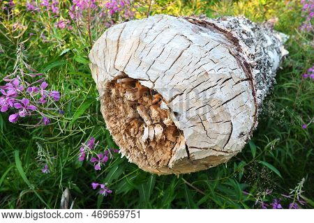 A Tree Gnawed By A Beaver. Damaged Bark And Wood. The Work Of A Beaver For The Construction Of A Dam