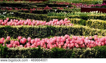 Thousands Of Bright Pink Tulips At Goztepe Park During The Tulip Festival In Istanbul