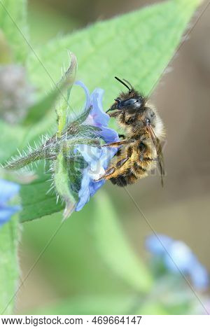 Vertical Shot Of Female Red Mason Bee Enjoying The Nectar Of The Blue Flowers Pentaglottis Sempervir