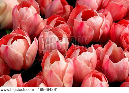 Bright Pink Tulips Close Up At Goztepe Park During The Tulip Festival In Istanbul