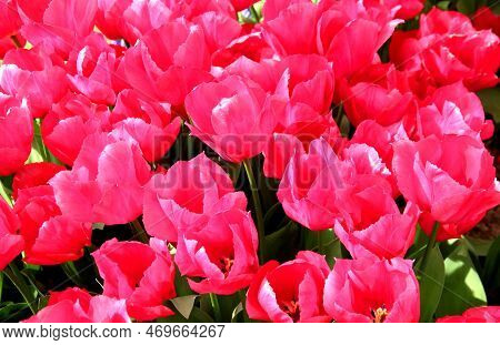 Bright Pink Tulips In The Sun Close Up At Goztepe Park During The Tulip Festival In Istanbul, Turkey