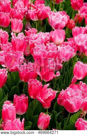 Bright Pink Tulips With Fluffy Edges Petals Close Up At Goztepe Park During The Tulip Festival In Is