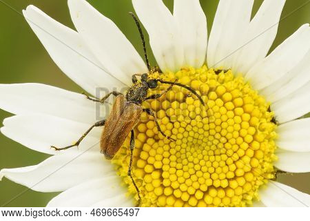 Natural Closeup On A Fairy-ring Longhorn Beetle , Pseudovadonia Livida, On An Oxeye Daisy Flower, Be