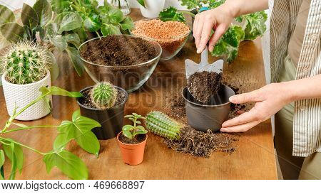 Woman Gardener Puta Soil In Pot To Plant Cactus With Roots On Wooden Table. Indoor Planting And Gard