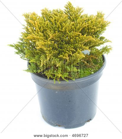 Thuya In een Pot