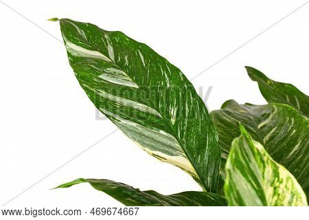 Beautiful Leaf Of Tropical 'spathiphyllum Diamond Variegata' (botanic Name) Houseplant With White Sp
