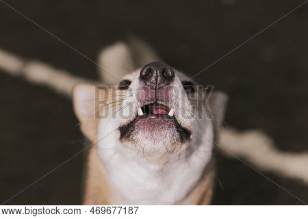 Japanese Dog Shiba Inu Puppy Looking Happily At The Camera