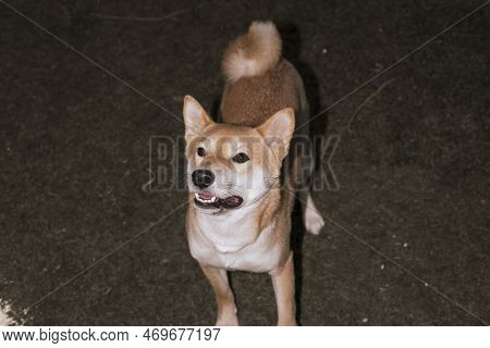 Japanese Dog Shiba Inu Puppy Looking Happily At The Camera