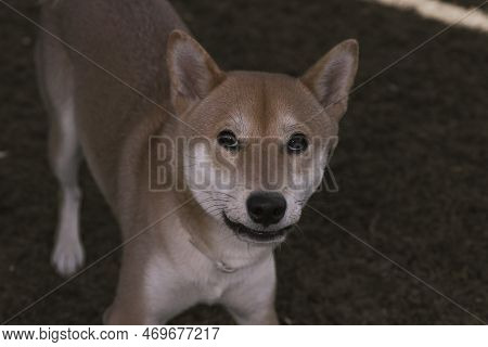 Japanese Dog Shiba Inu Puppy Looking Happily At The Camera