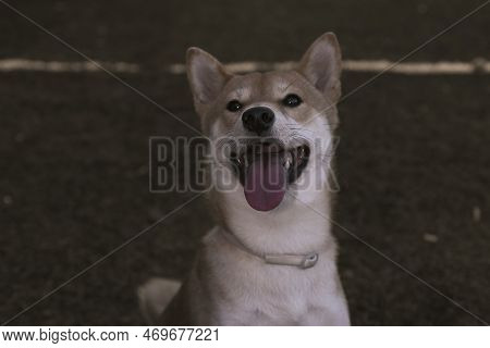 Japanese Dog Shiba Inu Puppy Looking Happily At The Camera