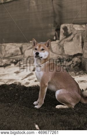 Japanese Dog Shiba Inu Puppy Looking Happily At The Camera