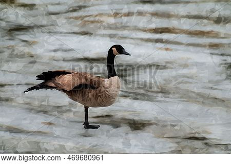 Digitally Created Watercolor Painting Of Canada Goose Branta Canadensis Balancing On One Leg On A Fr
