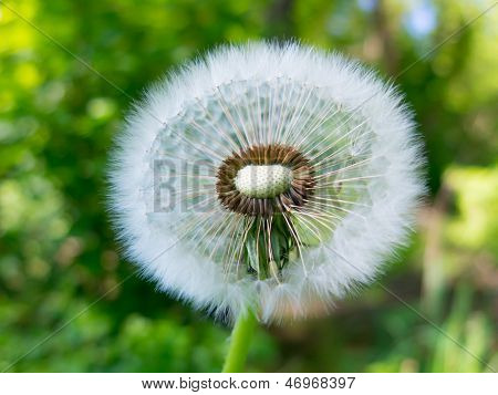 Gammel mælkebøtte blomst
