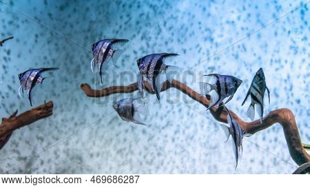 Group Of Tropical Fish Pterophyllum Scalare Altum Swimming In Aquarium Blue Water. Tropical Striped 