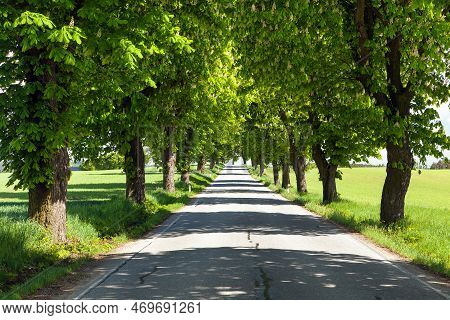 Spring Time Aley Of Horse Chestnut In Latin Aesculus Hippocastanum