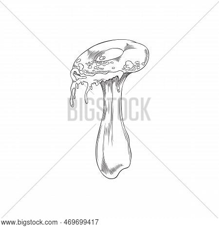 Fly Agaric Or Poisonous Grebe Leaking Poison, Vector Illustration Isolated.