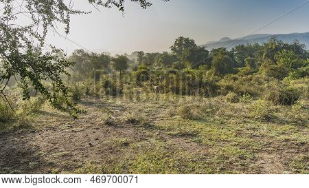 Morning In The Jungle. Axis Spotted Deer Graze In A Clearing Among The Bushes. The Thickets Of Trees