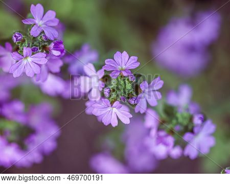 Small Purple Erinus Alpinus Flowers Near Stone Wall. Floral Background.