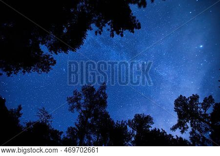 Black Defined Trees Silhouettes On Bright Starry Sky Background. Night Mysterious Panoramic Landscap