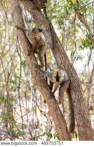Red-fronted Lemur (eulemur Rufifrons), Couple On Tree. Endangered Endemic Animal In Kirindy Forest, 