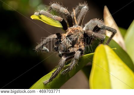 Big Scary Spider, Tarantula Family Hunting At Night. Tarantula (sericopelma Melanotarsum). Curubande