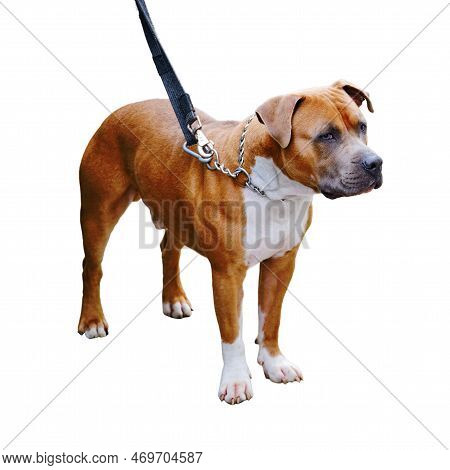 Dog Of Breed American Staffordshire Terrier In A Collar On A Leash Is Waiting For The Owner, Isolate