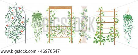 Vector Climbing Plants Frame And Creeper Stand